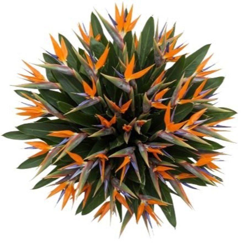Bouquet of Luxury Birds of Paradise Flowers