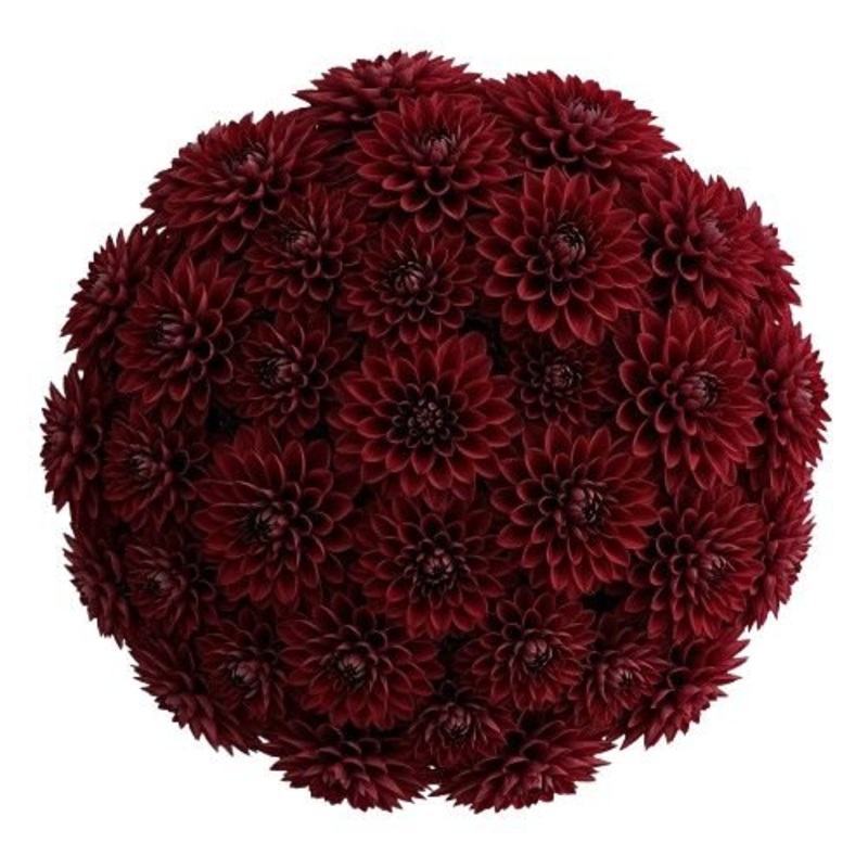 Bouquet of Luxury Red Dahlia-Small (10 stems) & Regular (15 stems) & Medium (20 stems) & Large (25 stems) & Extra Large (30 stems) & Luxury (40 stems) & Galmour (50 stems) & Exclusive Glamour (65 stems) & Premium (80 stems) & Deluxe (100 stems) & Deluxe E