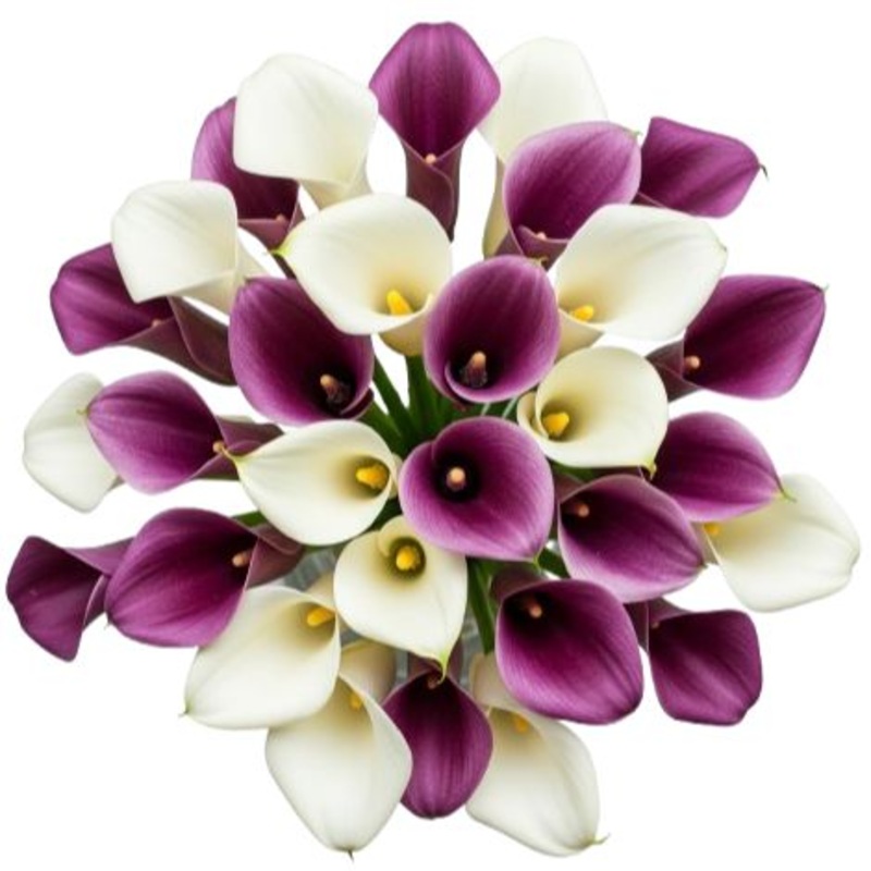 Bouquet of Purple and White Calla Lily