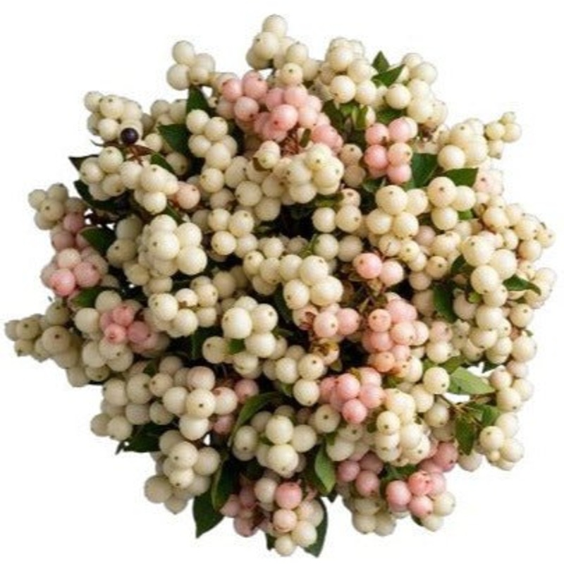 Bouquet of White and Pink Blush Snowberries
