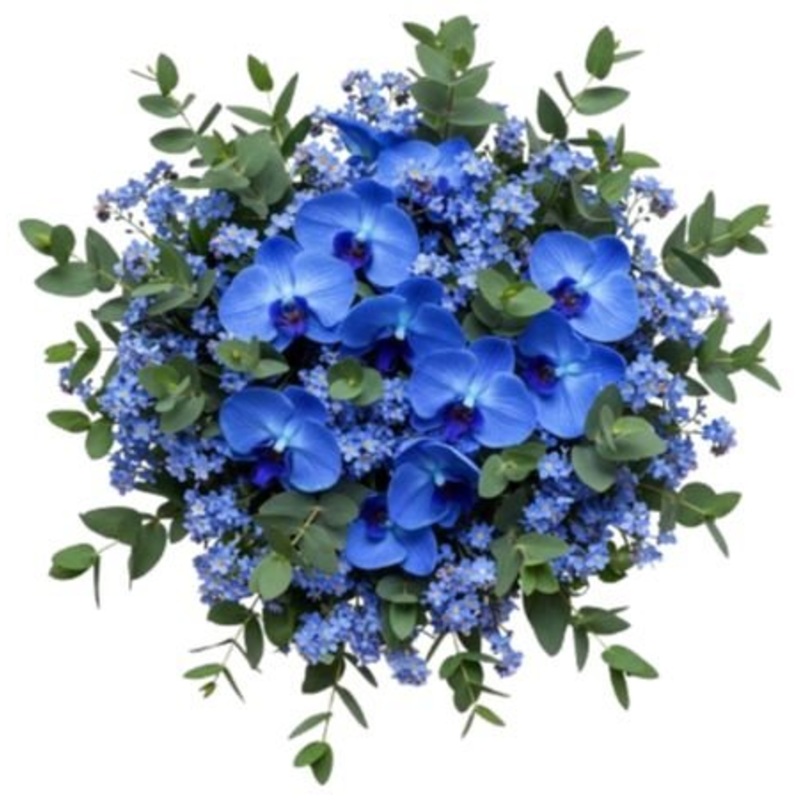 Buquet of Forget Me Not with Blue Phalaenopsis Orchids