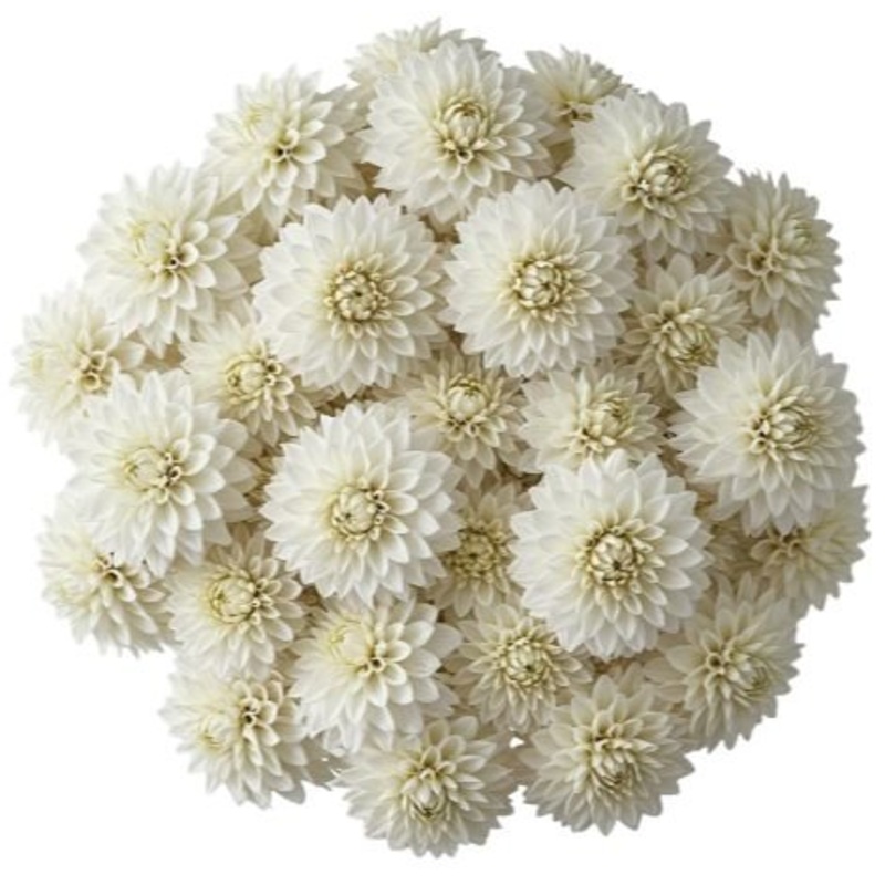 Classic White Dahlia Bouquet-Small (10 stems) & Regular (15 stems) & Large (20 stems) & Extra Large (25 stems) & Medium (30 stems) & Luxury (40 stems) & Galmour (50 stems) & Exclusive Glamour (65 stems) & Premium (80 stems) & Premium (100 stems) & Deluxe