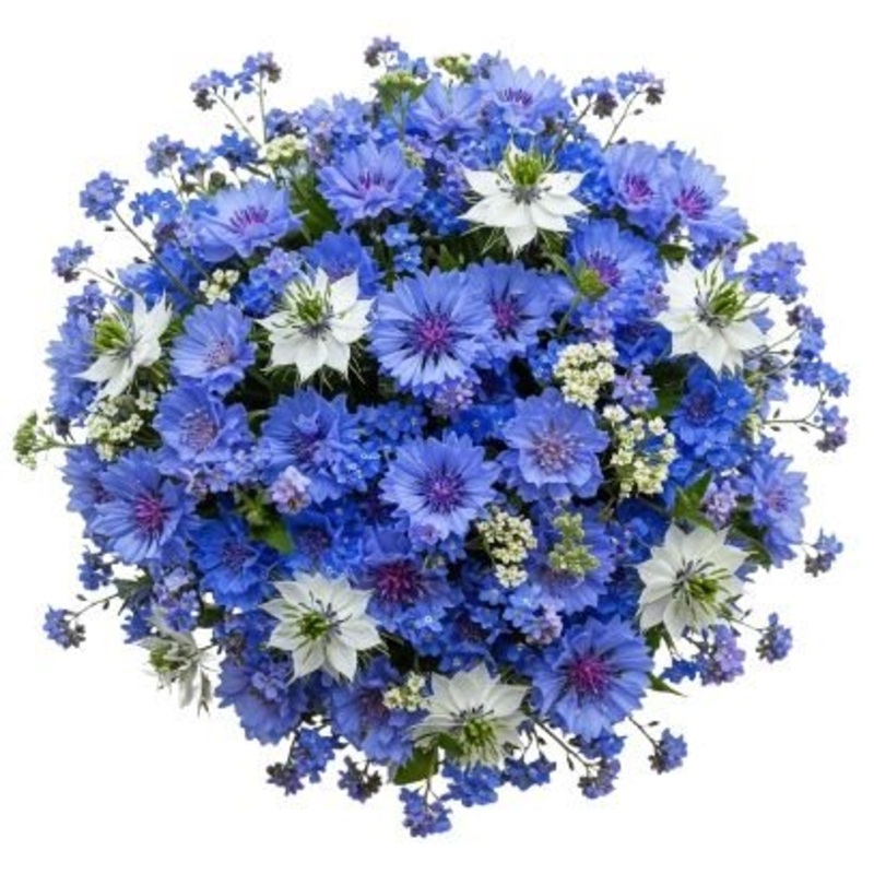 Cornflowers and Blue Forget Me Not  Bouquet with Nigella