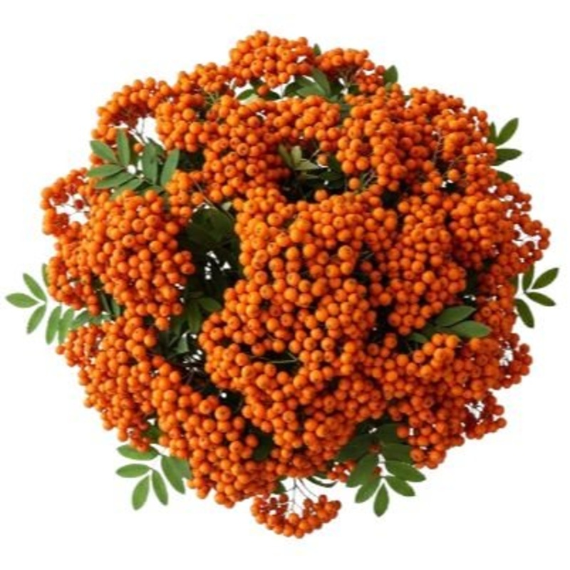 Pretty Bouquet of Orange Berries