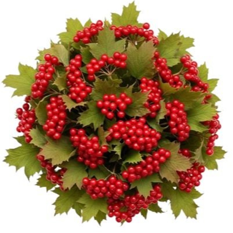 Red Viburnum Compactum Berries Bouquet