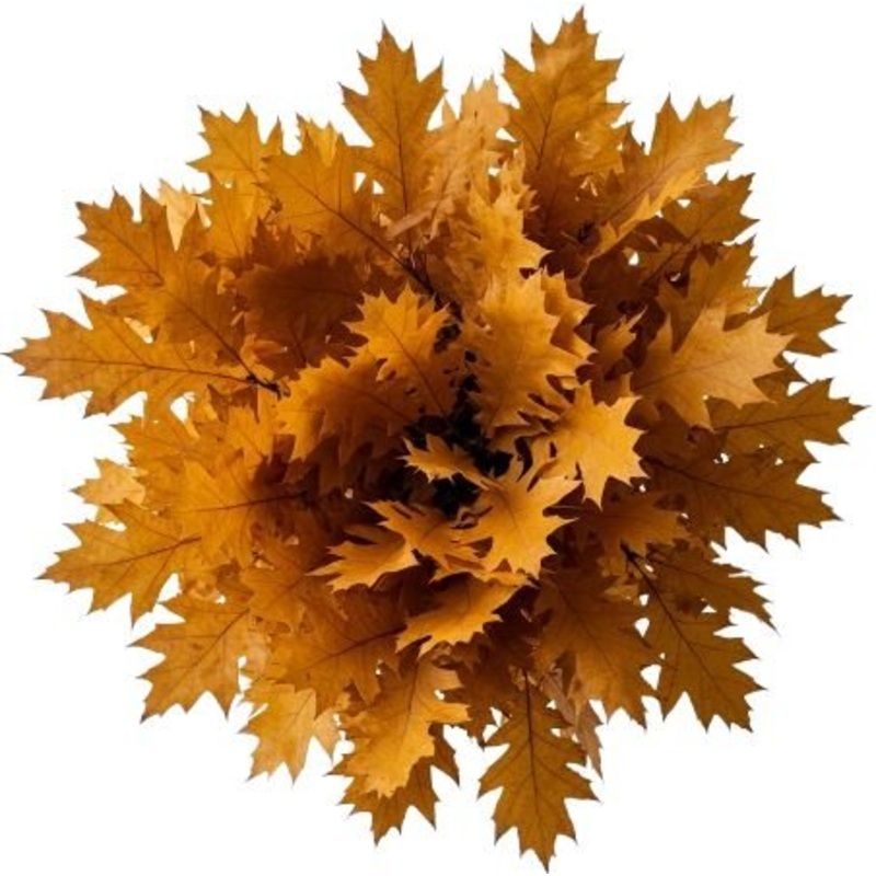 Yellow Oak Leaves Bouquet-Extra Small (5 stems) & Small (10 stems) & Regular (15 stems) & Medium (20 stems) & Large (25 stems) & Extra Large (30 stems) & Luxury (40 stems) & Glamour (50 stems) & Exclusive Glamour (60 stems) & Premium (70 stems) & Premium