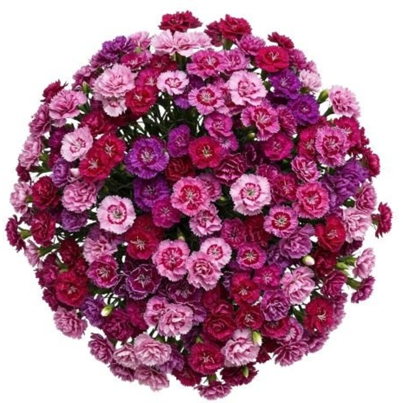 A Unique Bouquet of Sweet Williams