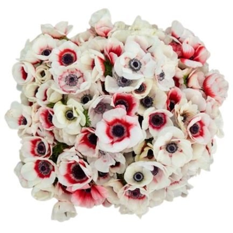 Bicolored Red – White Anemone Bouquet