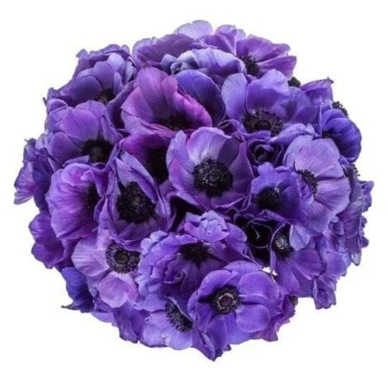 Blue Anemone Bouquet-Extra Small (10 stems) & Small (20 stems) & Medium (30 stems) & Regular (40 stems) & Large (50 stems) & Extra Large (60 stems) & Luxury (70 stems) & Glamour (80 stems) & Exclusive Glamour (90 stems) & Premium (100 stems) & Premium Ext