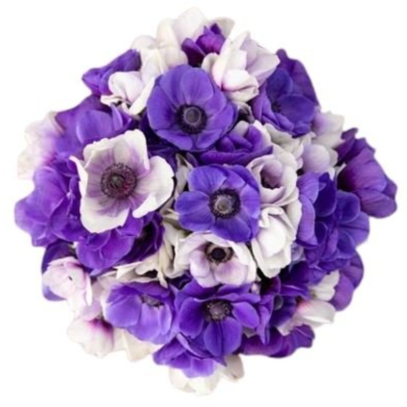 Blue Azzurro Anemone Bouquet-20 stems & 30 stems & 40 stems & 50 stems & 60 stems & 70 stems & 80 stems & 90 stems & 100 stems