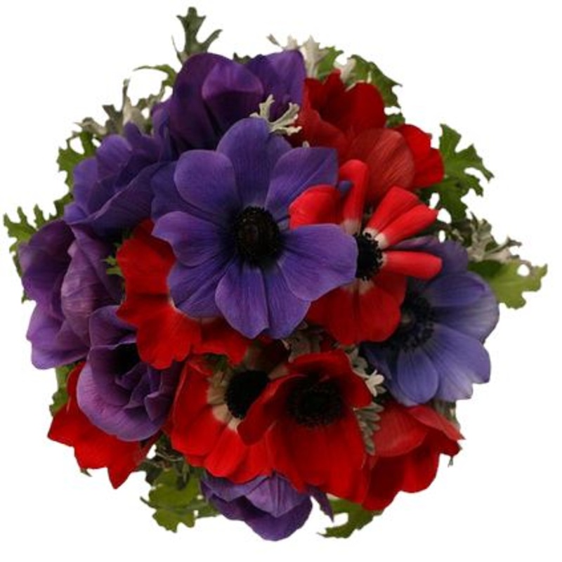 Blue & Red Anemone Bouquet-Small (20 stems) & Regular (30 stems) & Medium (40 stems) & Large (45 stems) & Extra Large (55 stems) & Luxury (65 stems) & Glamour (85 stems) & Exclusive Glamour (100 stems)