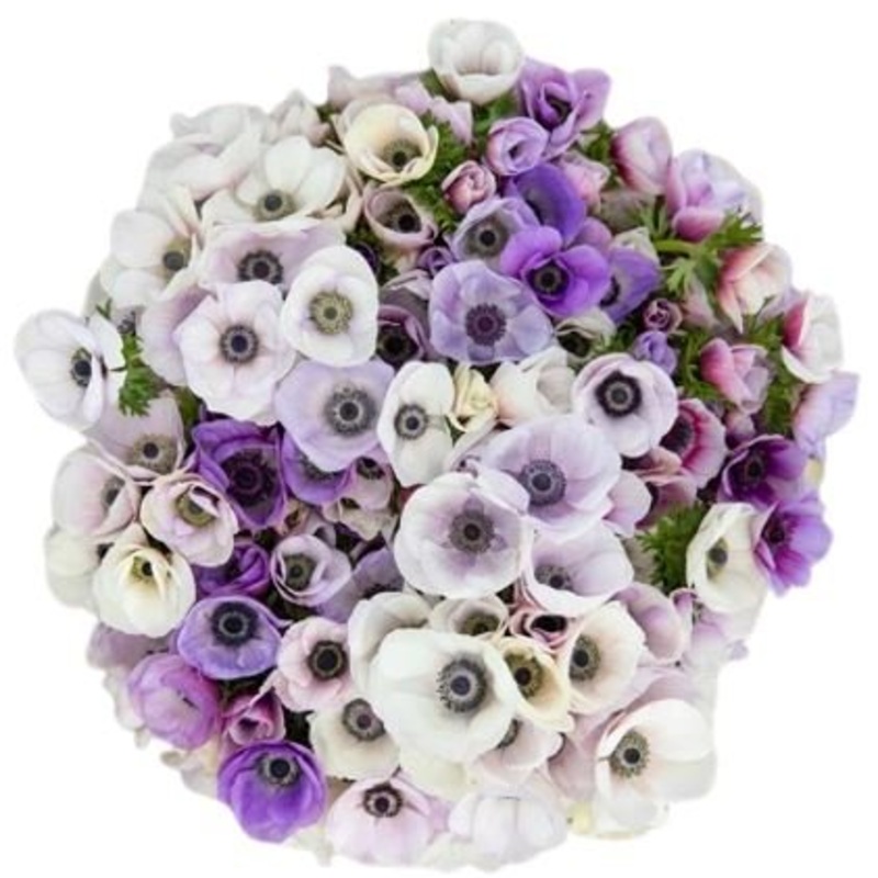 Bouquet of Bicolored Anemone-30 stems & 40 stems & 50 stems & 60 stems & 70 stems & 80 stems & 90 stems & 100 stems