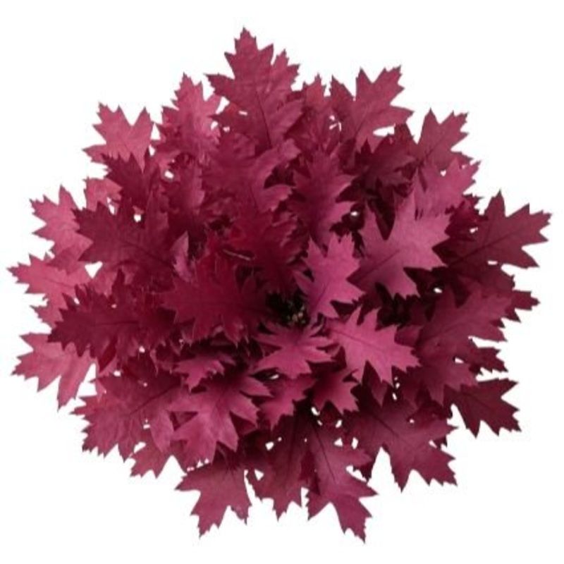 Bouquet of Magenta Quercus Leaves