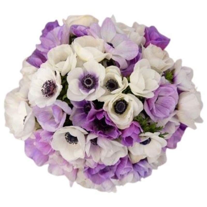 Bouquet of Mistral Rarity Anemone