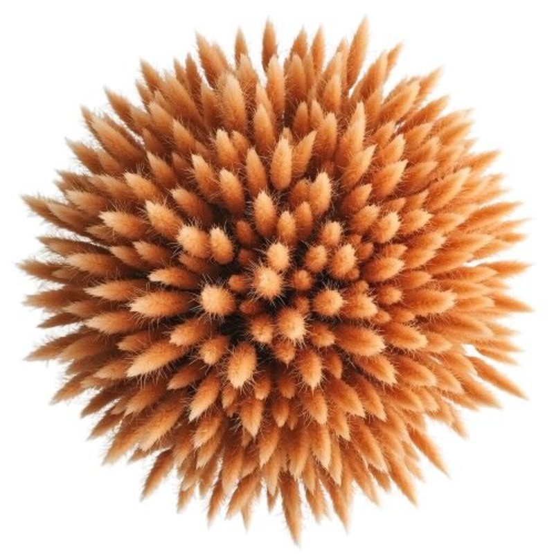 Bouquet of Orange Lagurus-Small (25 stems) & Regular (50 stems) & Large (75 stems) & Luxury (100 stems) & Glamour (150 stems) & Exclusive Glamour (200 stems) & Premium (250 stems) & Premium Extra (300 stems + lavender) & Deluxe  (350 stems + lavender) & D