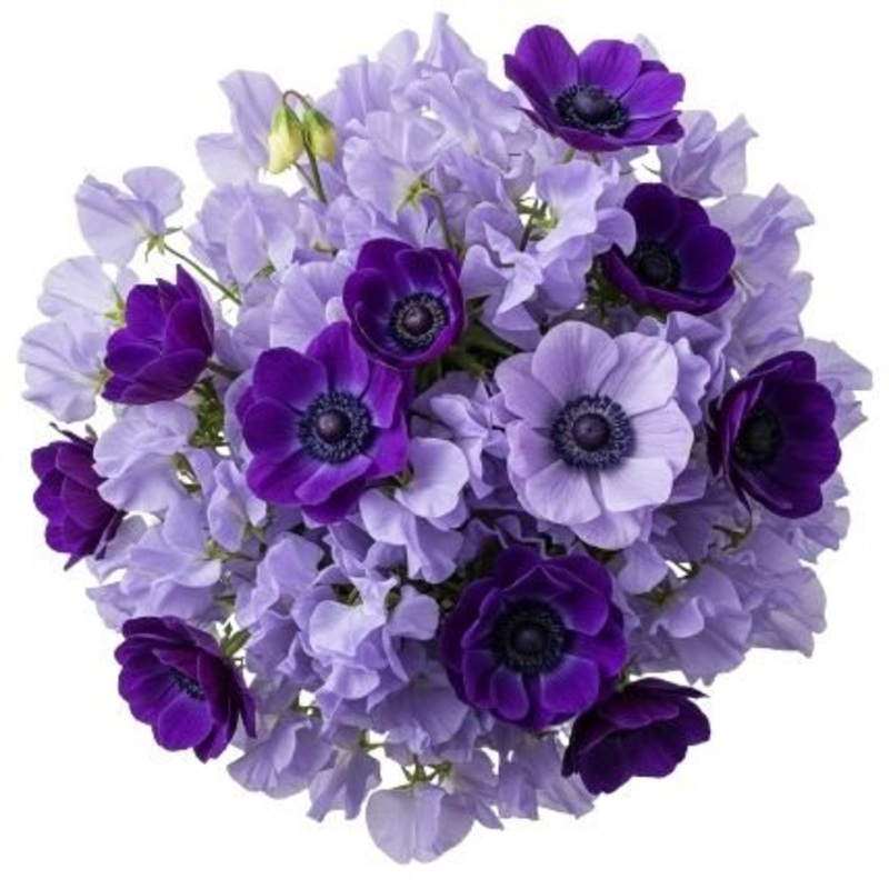Bouquet Sweet Pea and Anemone-Small (25 stems) & Regular (30 stems) & Medium (35 stems) & Large (40 stems) & Extra Large (50 stems) & Luxury (65 stems) & Glamour (80 stems) & Exclusve Glamour (100 stems) & Premium (120 stems) & Premium Extra (150 stems)