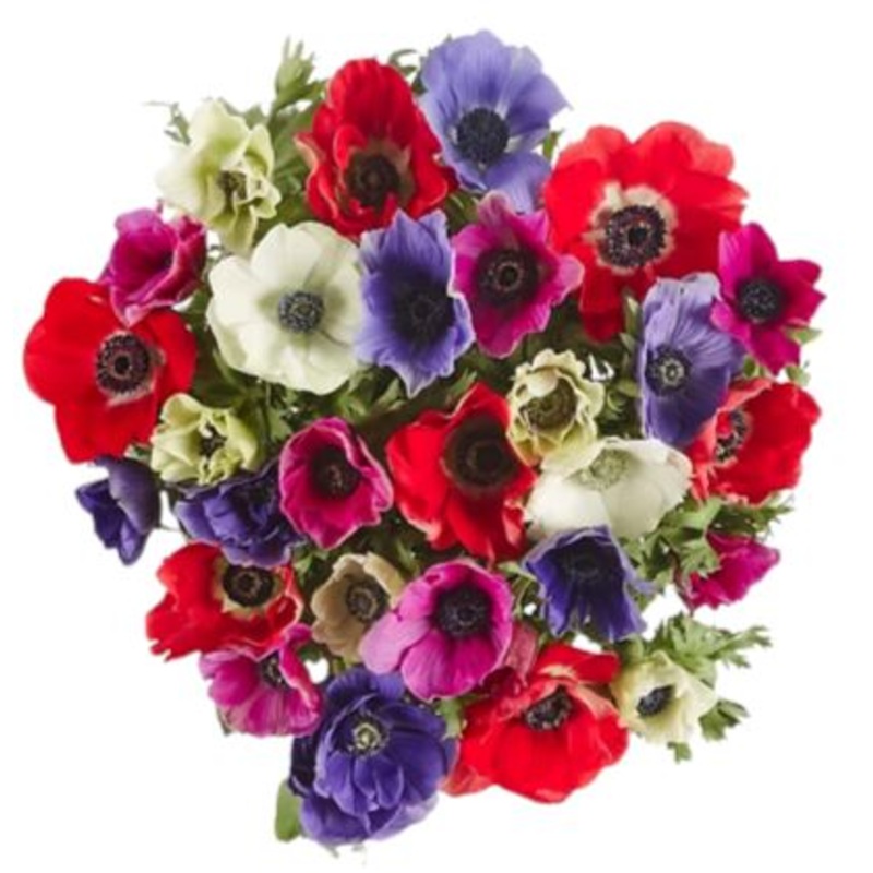 Colored Anemones Bouquet-Extra Small (15 stems) & Small (20 stems) & Medium (30 stems) & Regular (40 stems) & Large (50 stems) & Extra Large (60 stems) & Luxury (70 stems) & Glamour (80 stems) & Exclusive Glamour (90 stems) & Premium (100 stems)