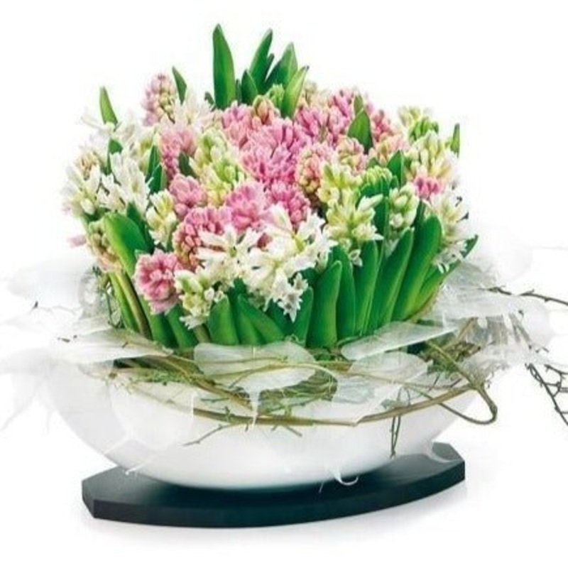Hyacinths in Ceramic Elliptic Pot