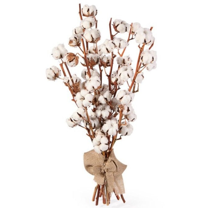 Luxury Cotton Stems  Natural & Timeless Arrangement