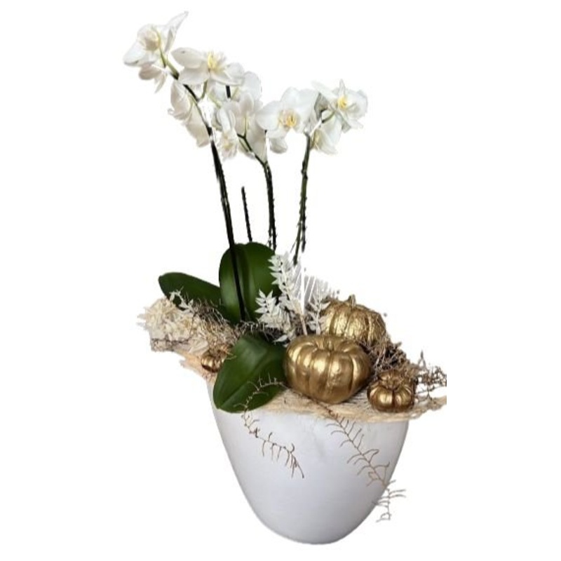 Phalenopsis Orchids Luxury Gifts with Gold Pumpkin