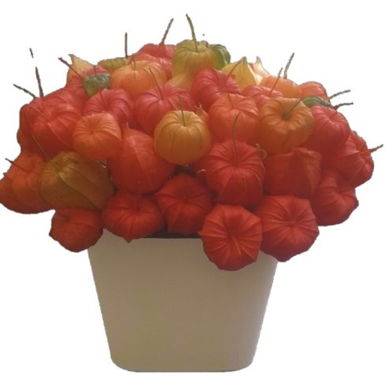 Pretty Orange Chinese Lantern in Pot
