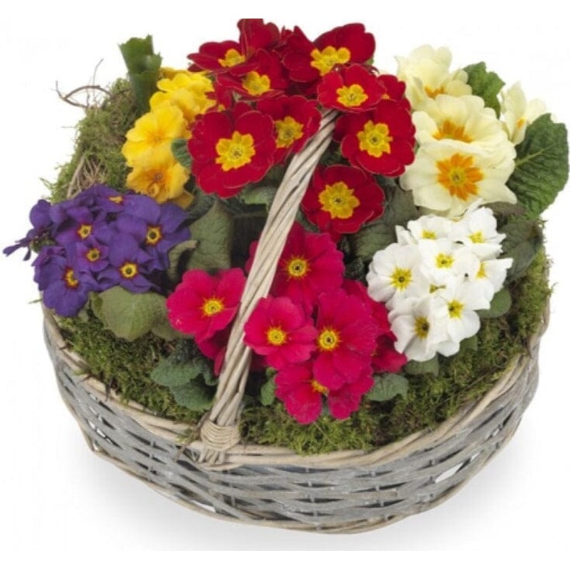 Primroses in the Basket-Medium (4 plants) & Large (6 plants) & Extra Large (8 plants) & Luxury (10 plants) & Glamour (12 plants)-Mix Color Primroses & Pink Primroses & Blue Primroses & Red Primroses & Yellow Primroses & White Primroses-Gray Basket & Natur