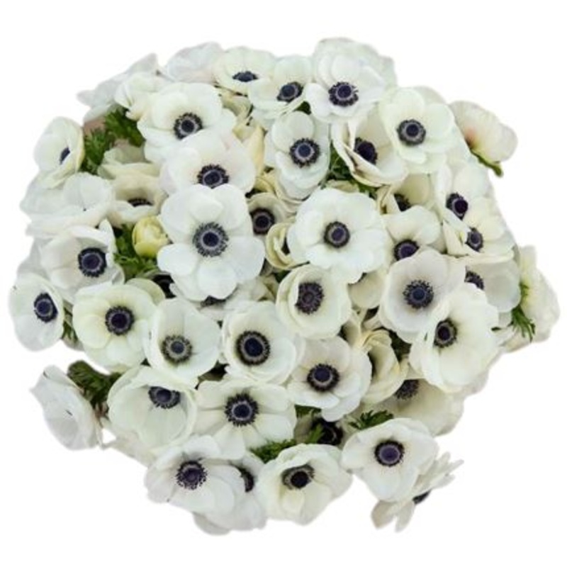 White Anemone Bouquet-10 stems & 20 stems & 30 stems & 40 stems & 50 stems & 60 stems & 70 stems & 80 stems & 90 stems & 100 stems