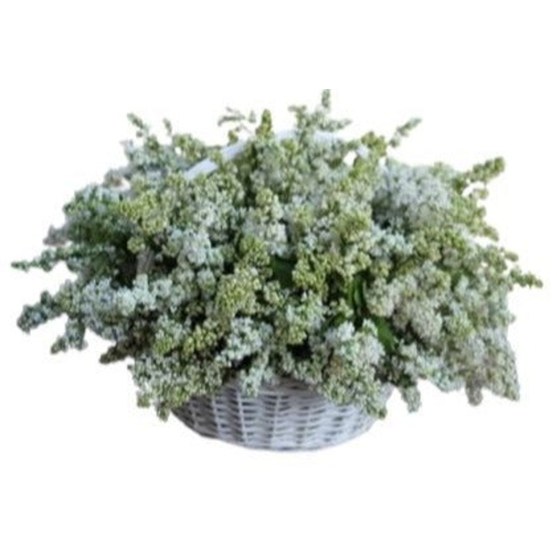 Amazing White Lilac in Basket-Mini (5 stems) & Extra Small (7 stems) & Small (12 stems) & Regular (17 stems) & Medium (25 stems) & Large (30 stems) & Extra Large (35 stems) & Luxury (40 stems) & Glamour (50 stems) & Exclusive Glamour (65 stems) & Premium