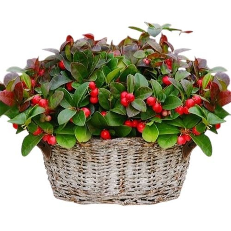 Basket of Glautheria  Big Berry