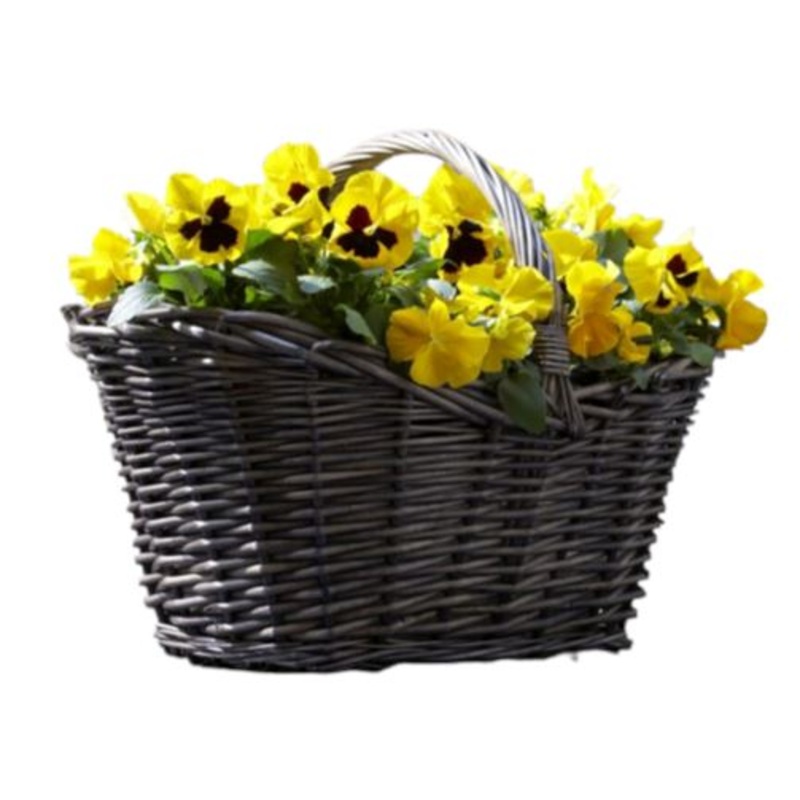Basket of Viola-Small (4 plants) & Regular (6 plants ) & Large (8 plants) & Extra Large (10 plants) & Luxury ( 15 plants) & Glamour (20 plants) & Exclusive Glamour (25 plants)-Yellow Viola & Yellow/Purple Viola & Blue Viola & White Viola & Purple Viola &