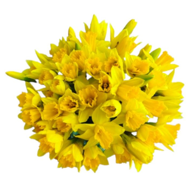 Classic Daffoldis Bouquet-Extra small (20 stems) & Small (30 stems) & Medium (40 stems) & Regular (50 stems) & Large (60 stems) & Extra Large ( 70 stems) & Luxury ( 85 stems) & Glamour (100 stems) & Exclusive Glamour (125 stems) & Premium (150 stems) & Pr