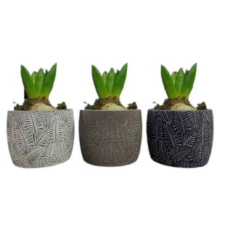 Fragrant Hyacinth Trio-White Hyacinth & Pink Hyacinth & Blue Hyacinth & Purple Hyacinth & Mix Color Haycinth