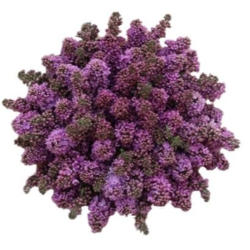 Purple Lilac Bouquet-Extra Small (5 stems) & Small (7 stems) & Regular (10 stems) & Regular Plus (15 stems) & Medium (20 stems) & Medium Plus (25 stems) & Large (30 stems) & Extra Large (35 stems) & Luxury (40 stems) & Luxury Plus (45 stems) & Glamour (50
