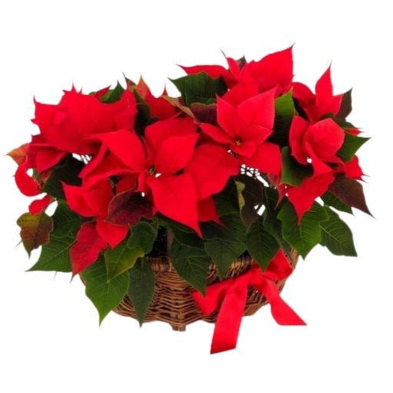 Basket of Poinsettia Plants-Small (4 plants) & Regular (6 plants) & Large (8 plants) & Extra Large (10 plants) & Luxury (15 plants) & Glamour (20 plants)-Red Poinsettia & White Poinsettia & Pink Poinsettia-Natural Basket & White Basket & Gold Basket & Red