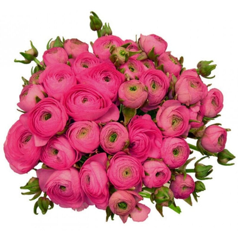 Cerise Ranunculus Bouquet-Extra Small (10 stems) & Small (20 stems) & Regular (30 stems) & Medium (40 stems) & Large (50 stems) & Extra Large (60 stems) & Luxury (75 stems) & Glamour (90 stems) & Exclusive Glamour (100 stems)