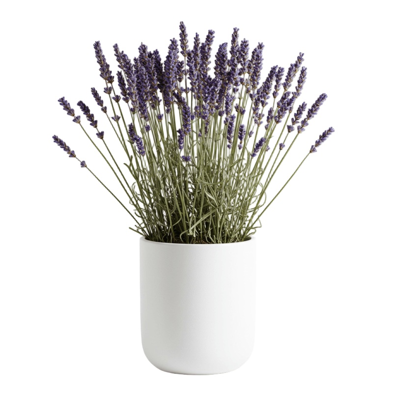 Dried Lavender Arrangement in a Pot