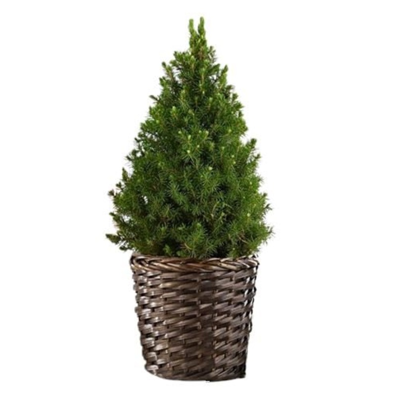 Fresh Picea Glauca Christmas Tree in Basket