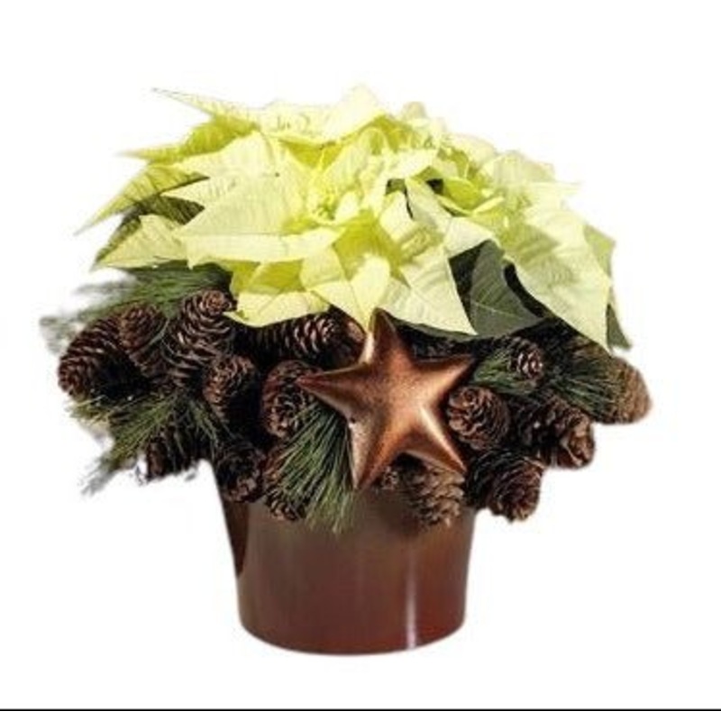 Gorgeous Poisenttia with Christmas Decoration