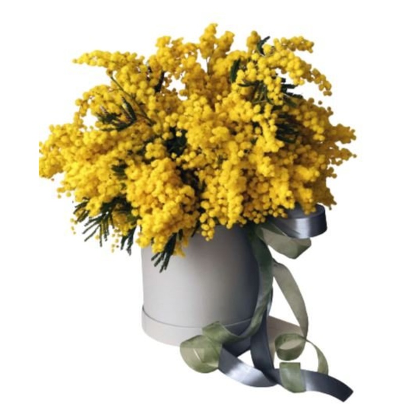 Mimosa Box-Extra Small (5 stems) & Small (10 stems) & Standard (15 stems) & Medium (20 stems) & Regular (25 stems) & Large (30 stems) & Extra Large (40 stems) & Luxury (65 stems) & Glamour (80 stems) & Exclusive Glamour (100 stems) & Premium (120 stems) &
