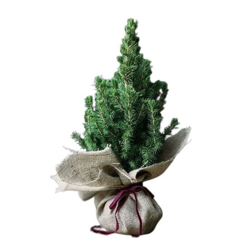 Picea Glauca Christmas Tree Jute Wrapped