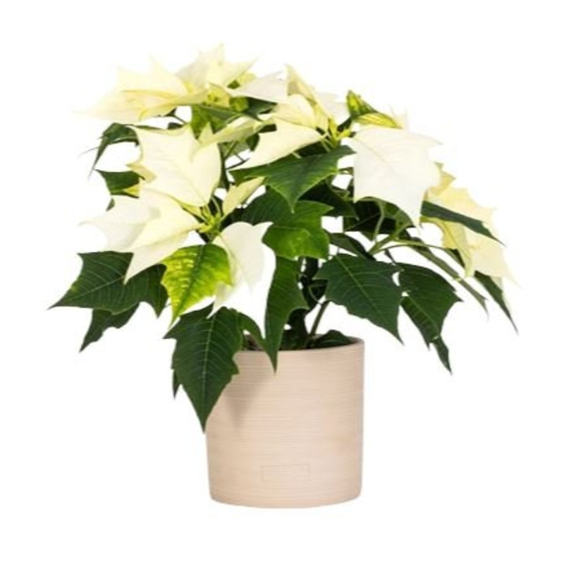 Poinsettia Ceramic Pot-Regular ( 1 plant) & Large (2 plant) & Luxury (3 plant) & Glamour (4 plant) & Exclusive Glamour (5 plants)-H: 25cm-35cm & H: 40cm-50cm-White Poinsettia & Pink Poinsettia & Red Poinsettia
