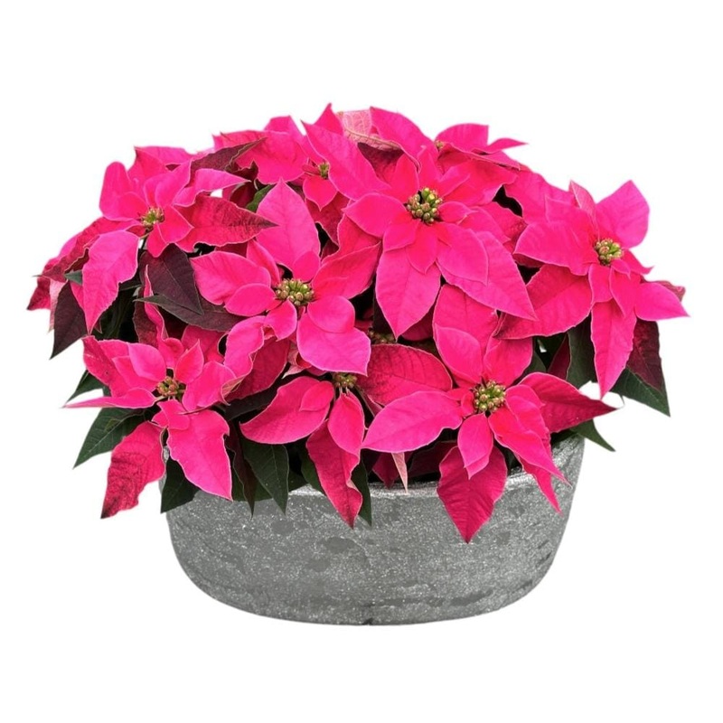 Poinsettia in Luxury Ceramic Pot