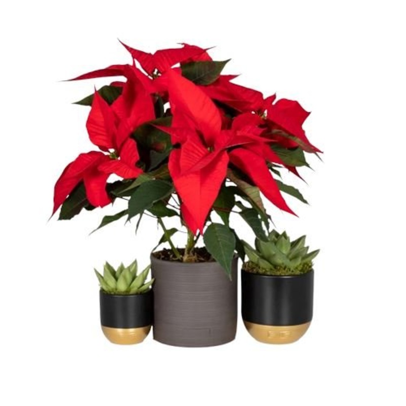 Poisenttia and Succulent Set Ceramic Pot