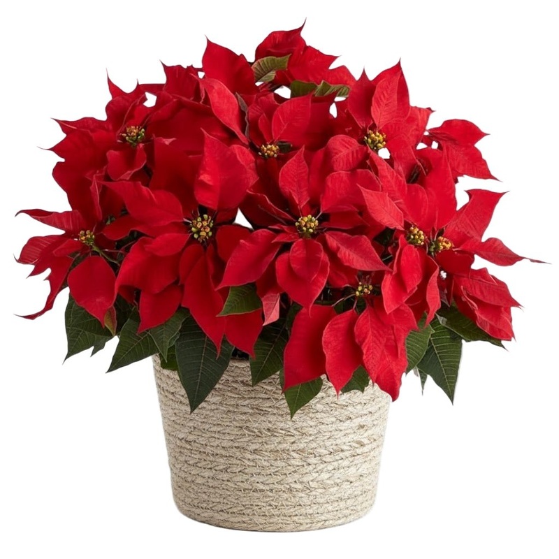 Poisenttia in the Basket-Regular (1 plant) & Large (2 plant) & Luxury (3 plant) & Glamour (4 plant)-H: 25cm-35cm & H: 40cm-50cm-Red Poinsettia & White Poinsettia & Pink Poinsettia