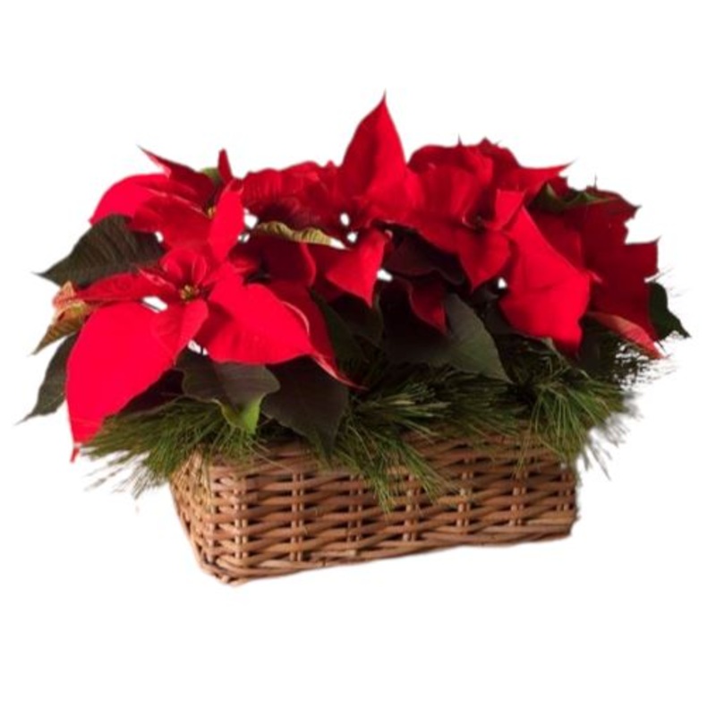 Poisenttia with Pine Decor in the Basket