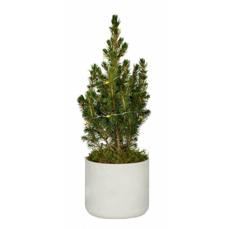 Potted Christmas Tree Picea Glauca with Lights
