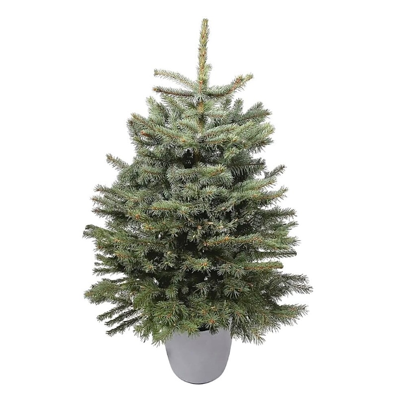 Real Christmas Tree: Pot Grown Blue Spruce