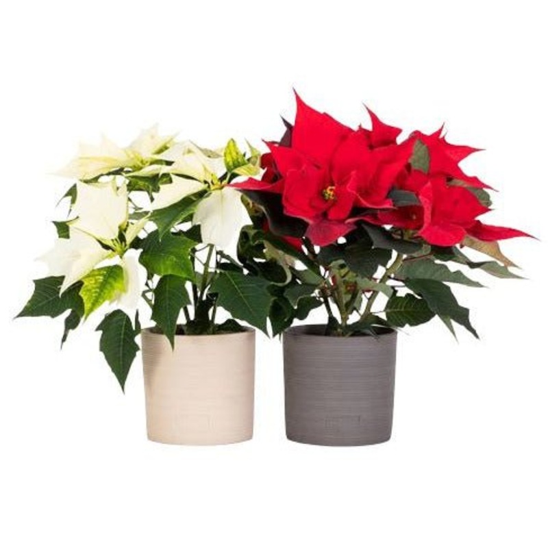 Set of PoiNsettia Ceramic Pot-White Pot & Gray Pot & White and Gray Pot