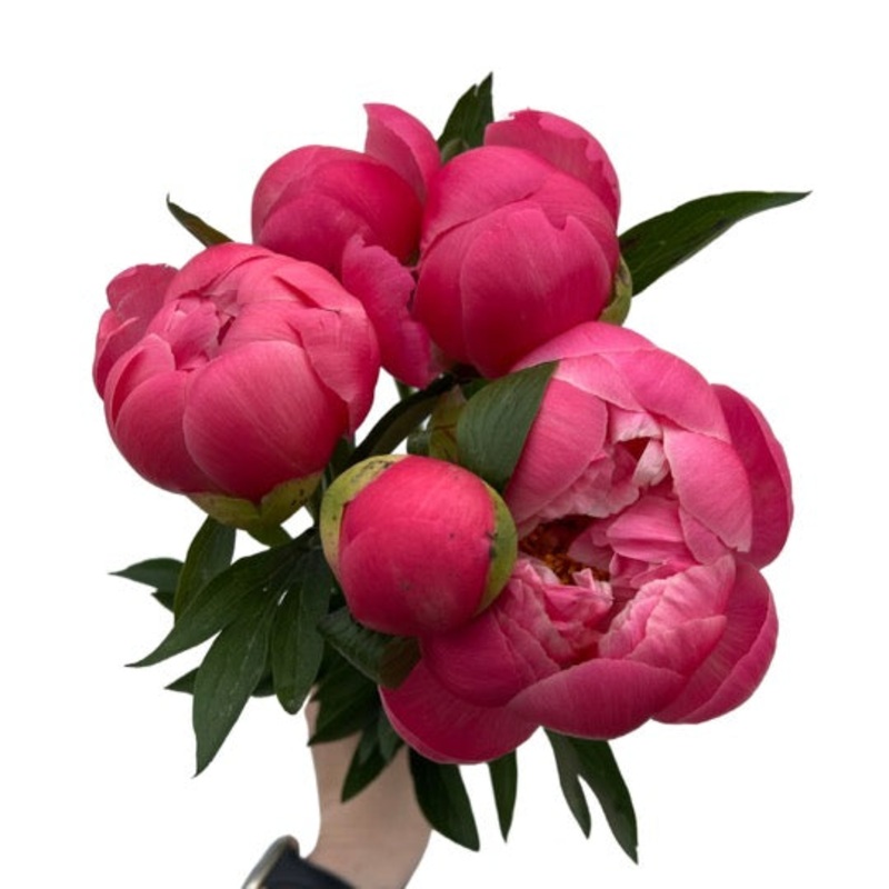 Bunch of Peonies-3 stem & 5 stem & 10 stem-Cellophane & Vase-Coral & Bubble Gum Pink & White