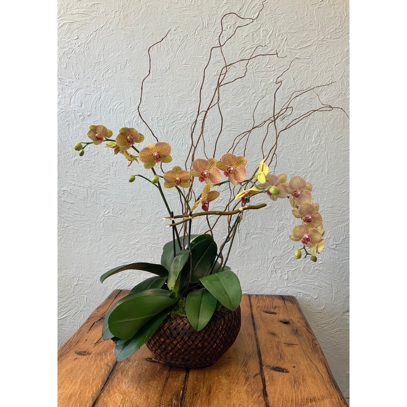 Orchid – double in woven basket